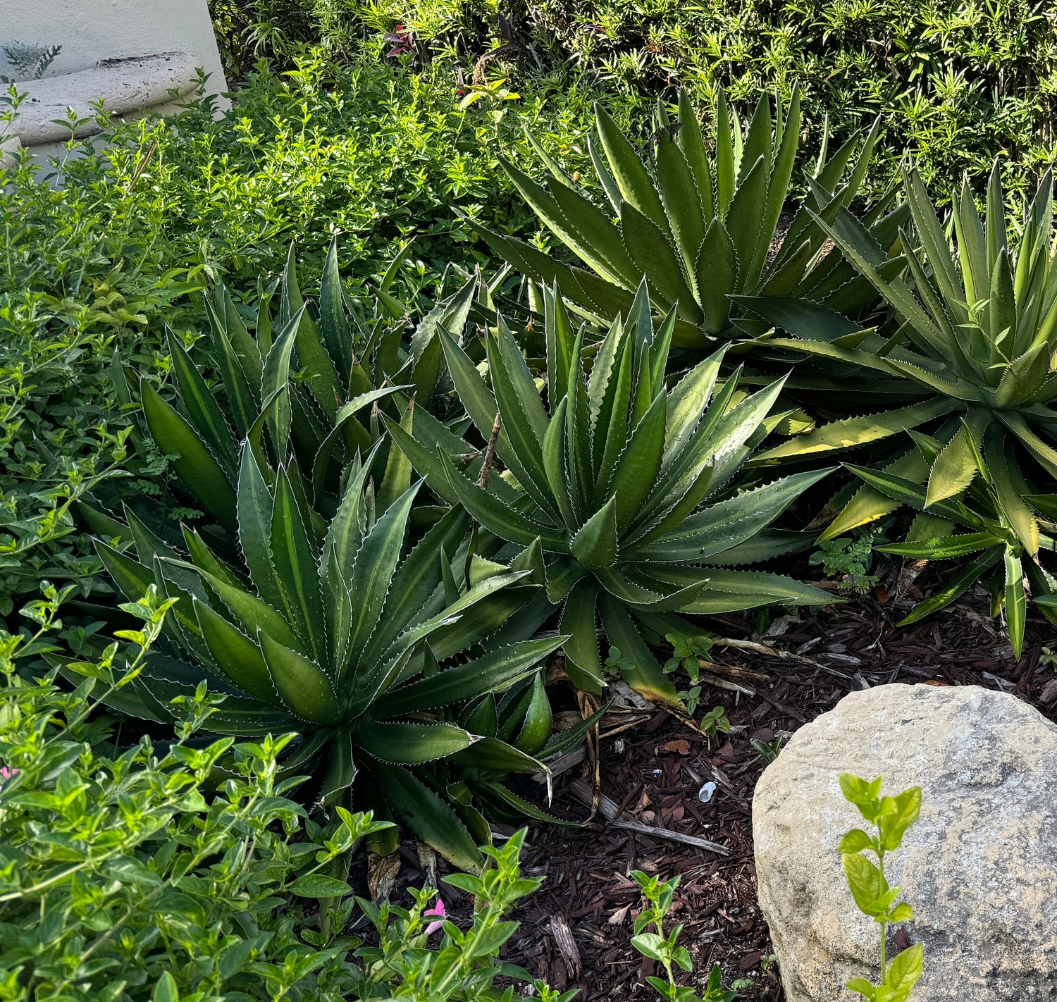 Agave lophantha &