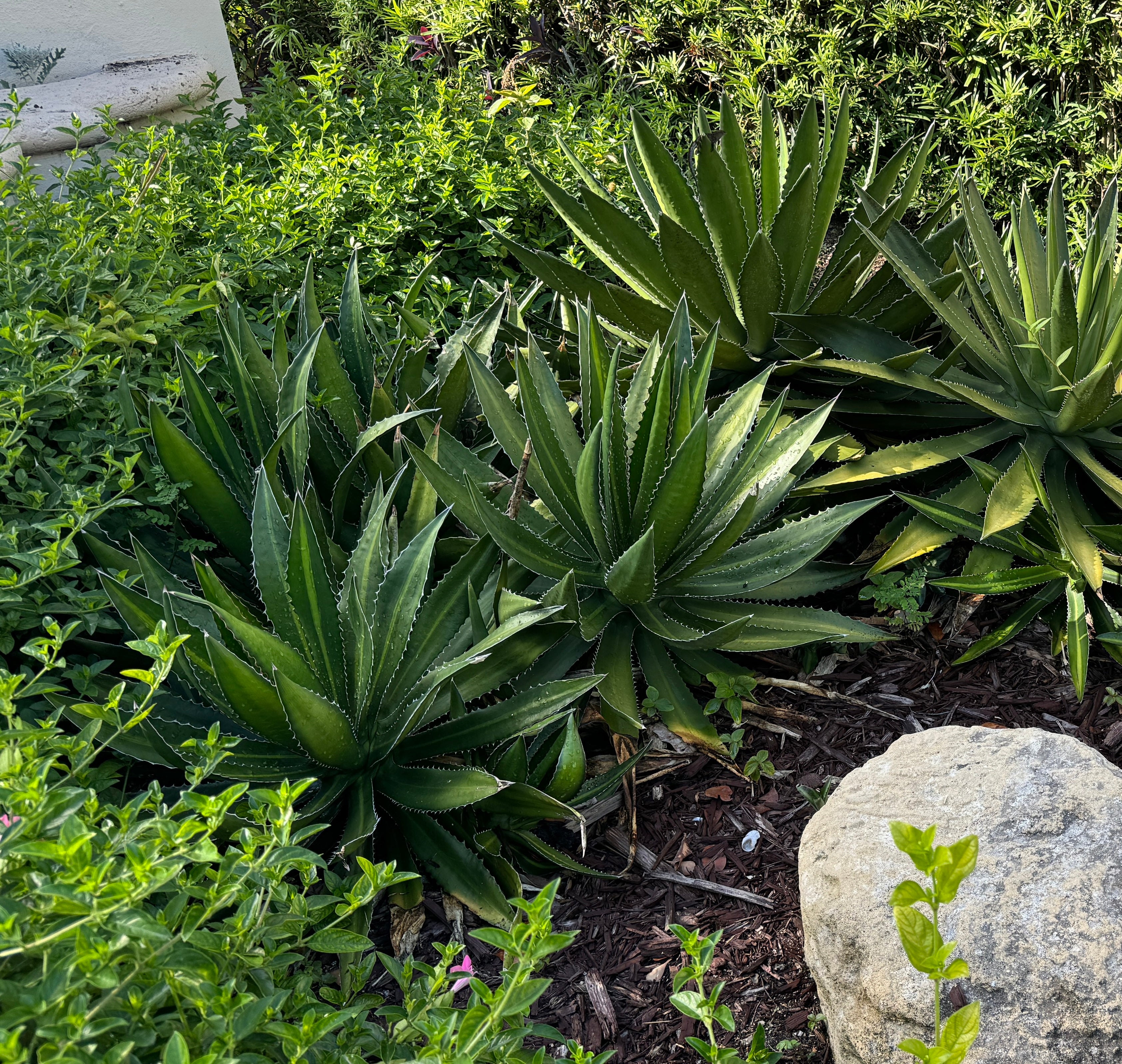 Agave lophantha &