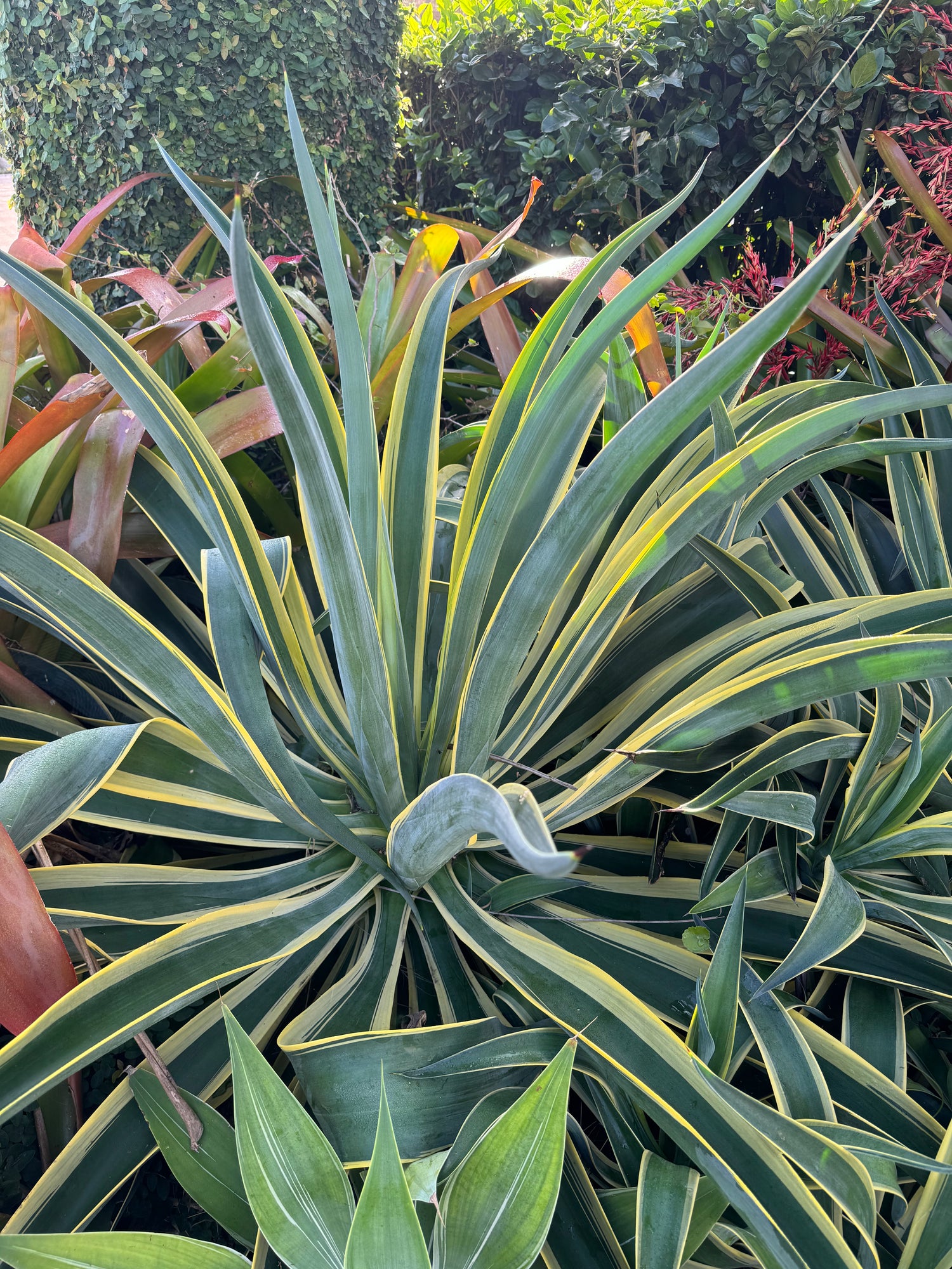 Agave Desmettiana Dwarf Century Plant