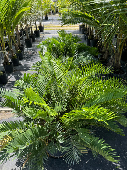 multiple Coontie Palm, Zamia Floridana Fern