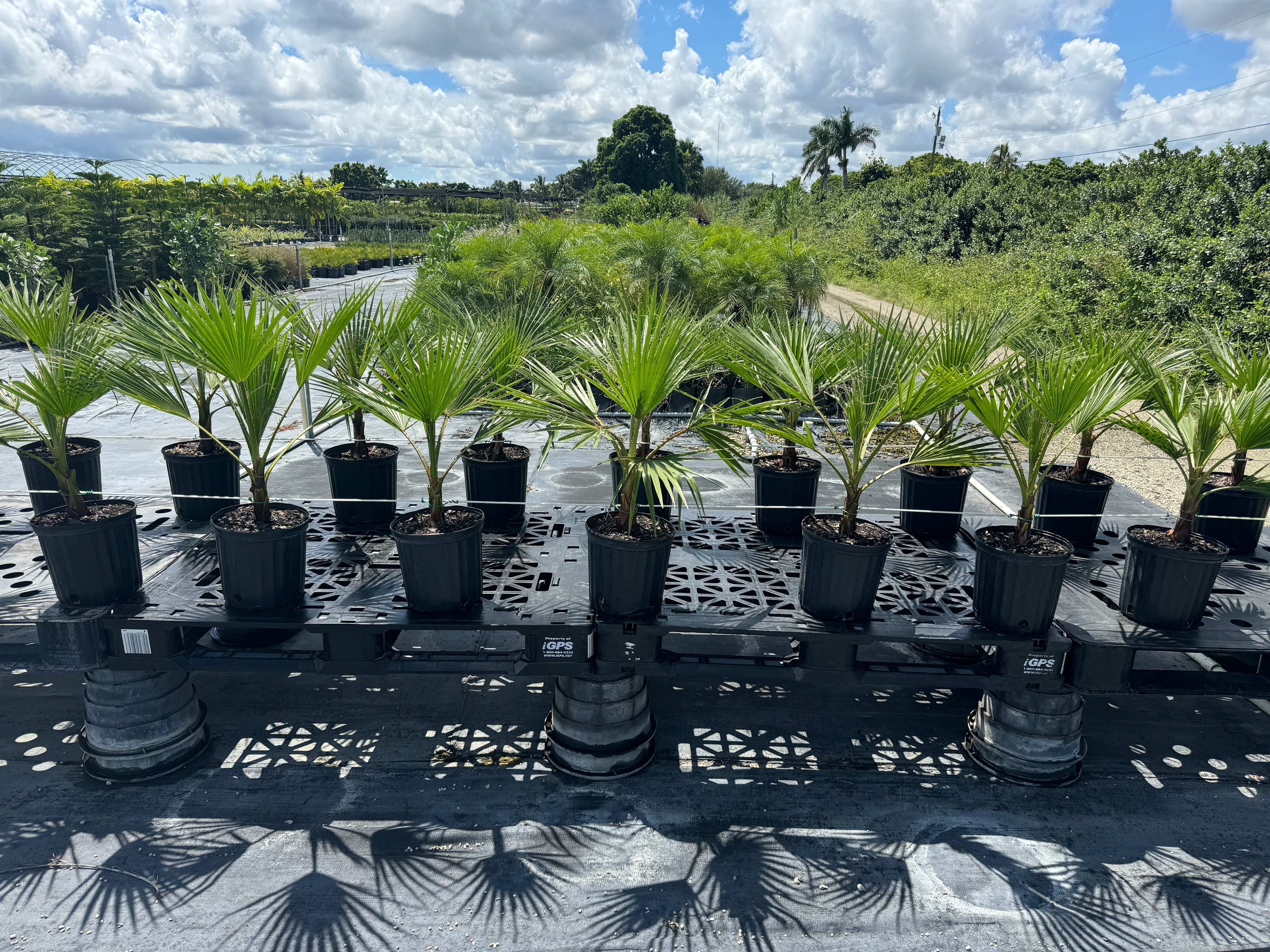 Washington Palm, Mexican Fan Palm Tree