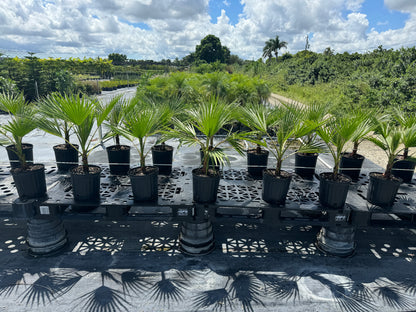 Washington Palm, Mexican Fan Palm Tree