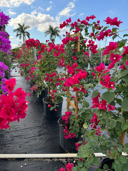 Bougainvillea Barbara Karst Red Flowering Tree Trellis