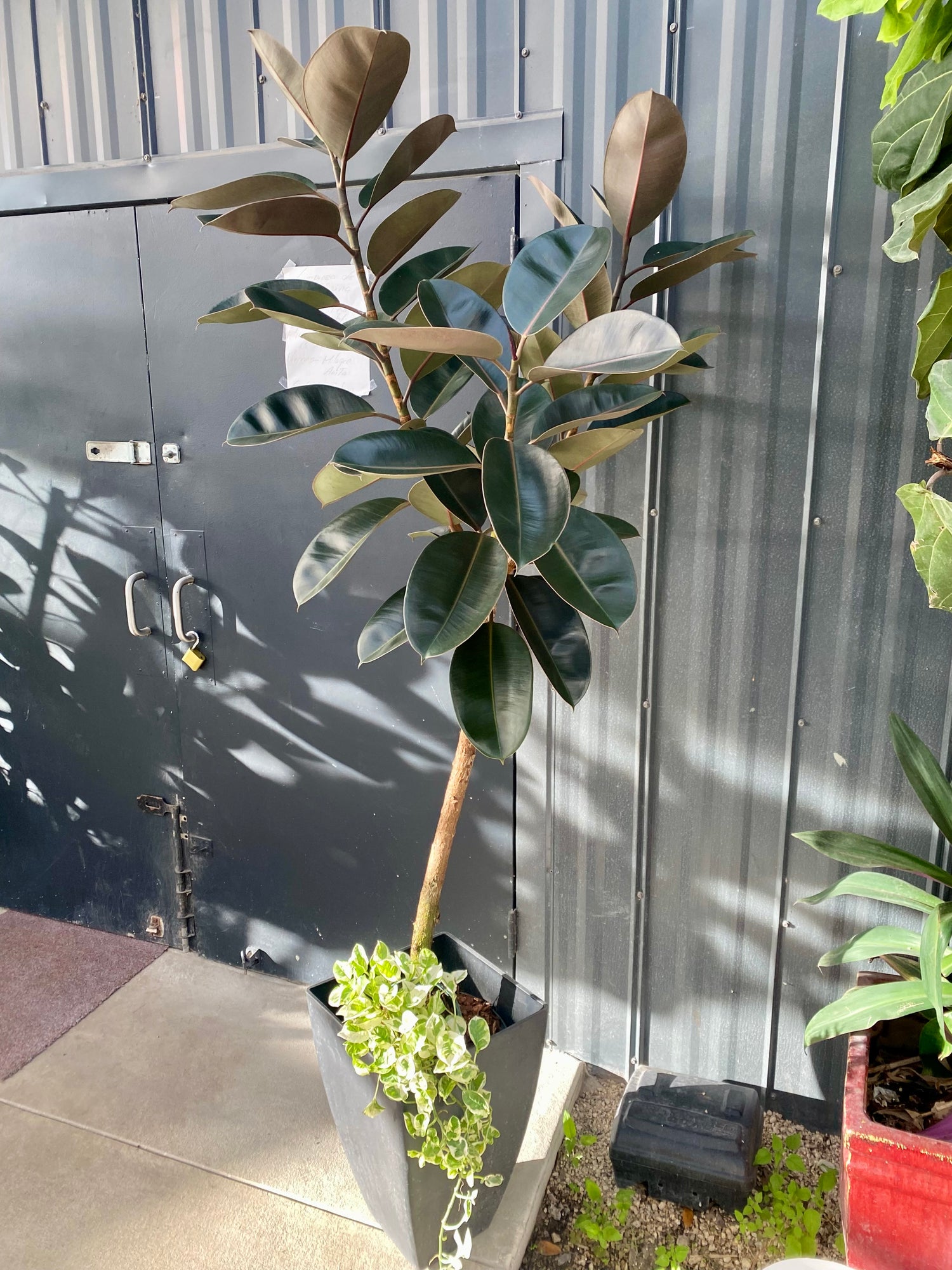 rubber tree plant tall Design your Indoor Living Space, With Ficus Melany Tree Form Single Stem