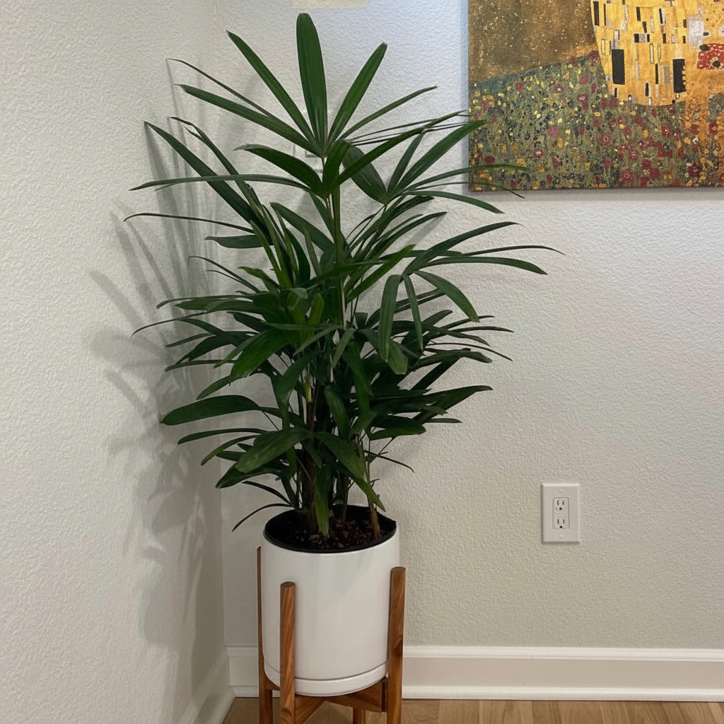 Lady Palm, Rhapis Excelsa, Indoor Queen Palm in a white decorative planter with a wooden stand featuring dense, dark green broadleaf fronds, ideal for bringing a lush tropical feel indoors to elegant living spaces.
