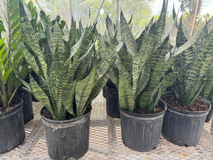 sansevieria sulcata Sansevieria Robusta, Snake Plant