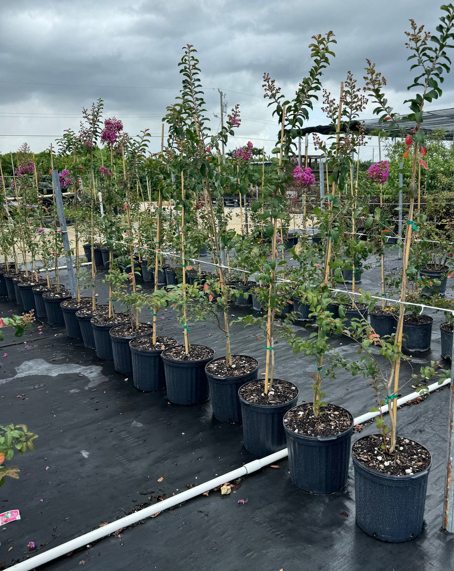 Crape Myrtle Pink Velour Flowering Tree Bright Pink