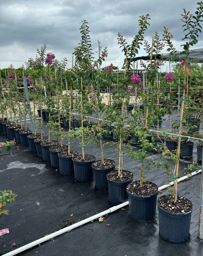 Crape Myrtle Pink Velour Flowering Tree Bright Pink