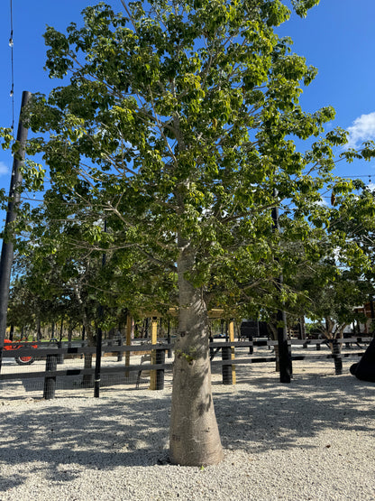 Queensland Bottle Tree, Brachychiton Rupestris