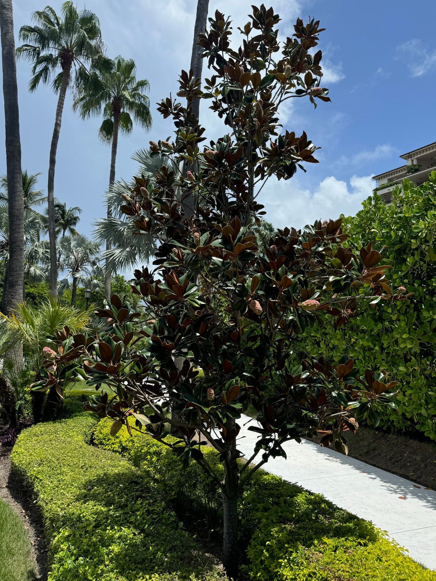 Magnolia Grandiflora Little Gem Flowering Tree