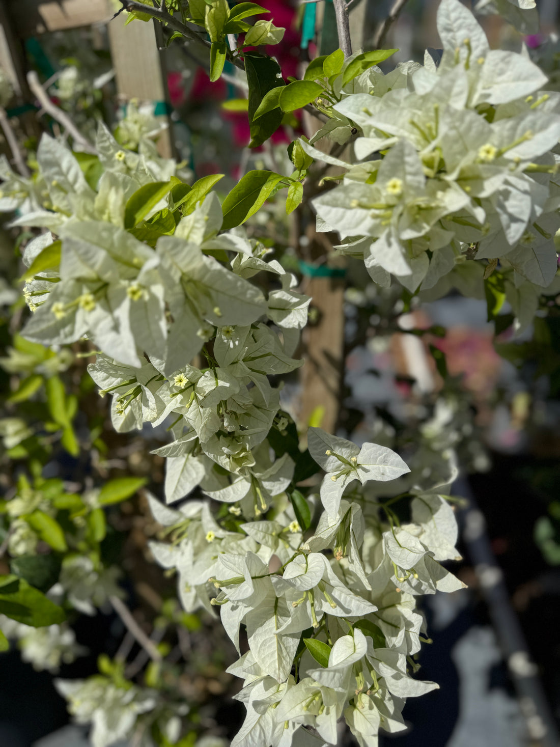 Bougainvillea White Flower Bush Form, Miami Pink Flowering Tree