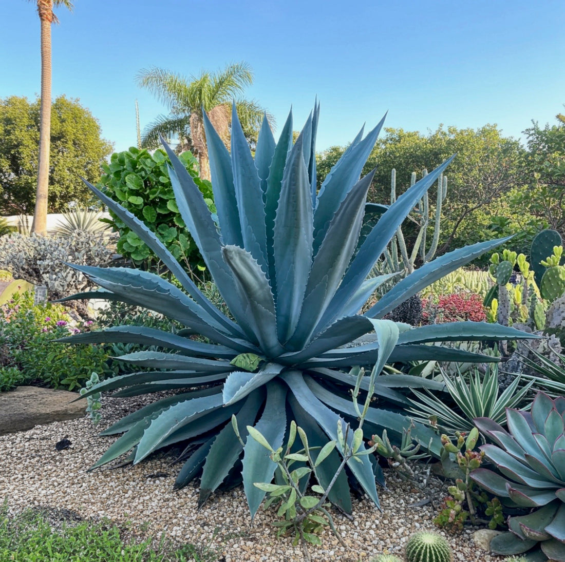 Agave American Blue Century Plant, Agave Americana