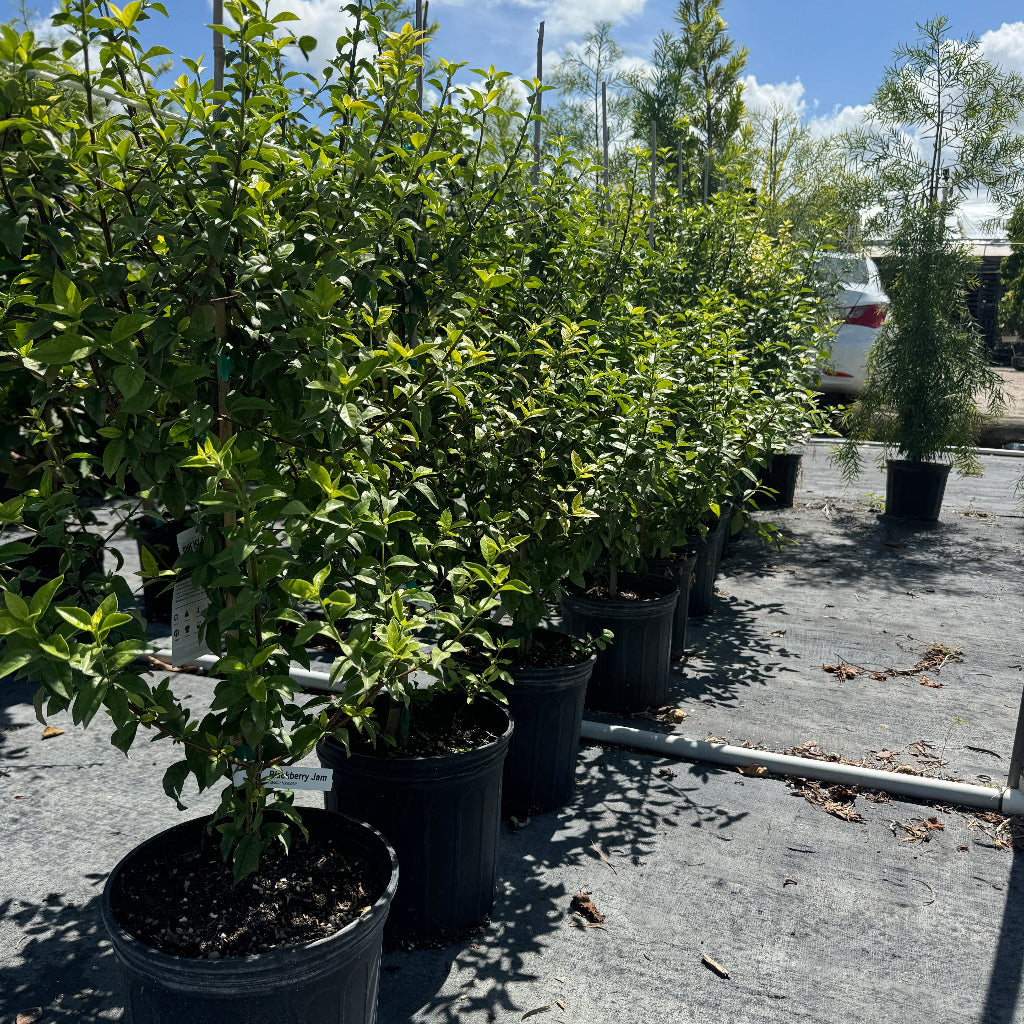 Row of young Blackberry Jam Fruit Tree&