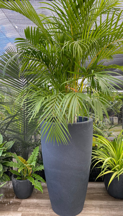 black cement plant pot Tall Modern Planter Pot, Tapered Cylinder Design