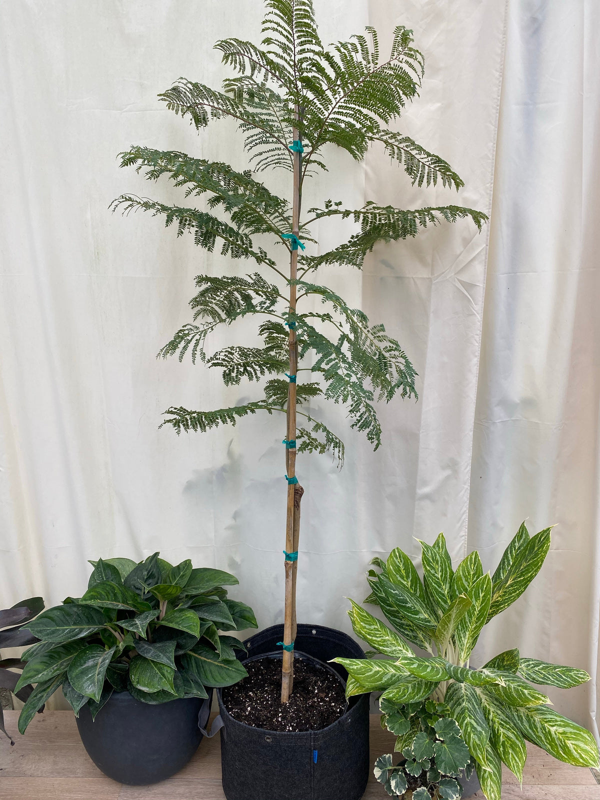 Shop Our Purple Jacaranda Tree Mimosifolia | Eureka Farms