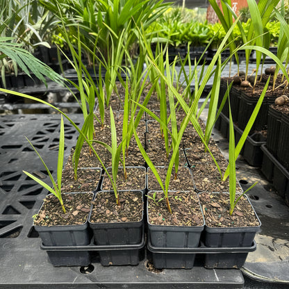 Copernicia Fallaensis, Giant Yarey Palm, Falla Palm