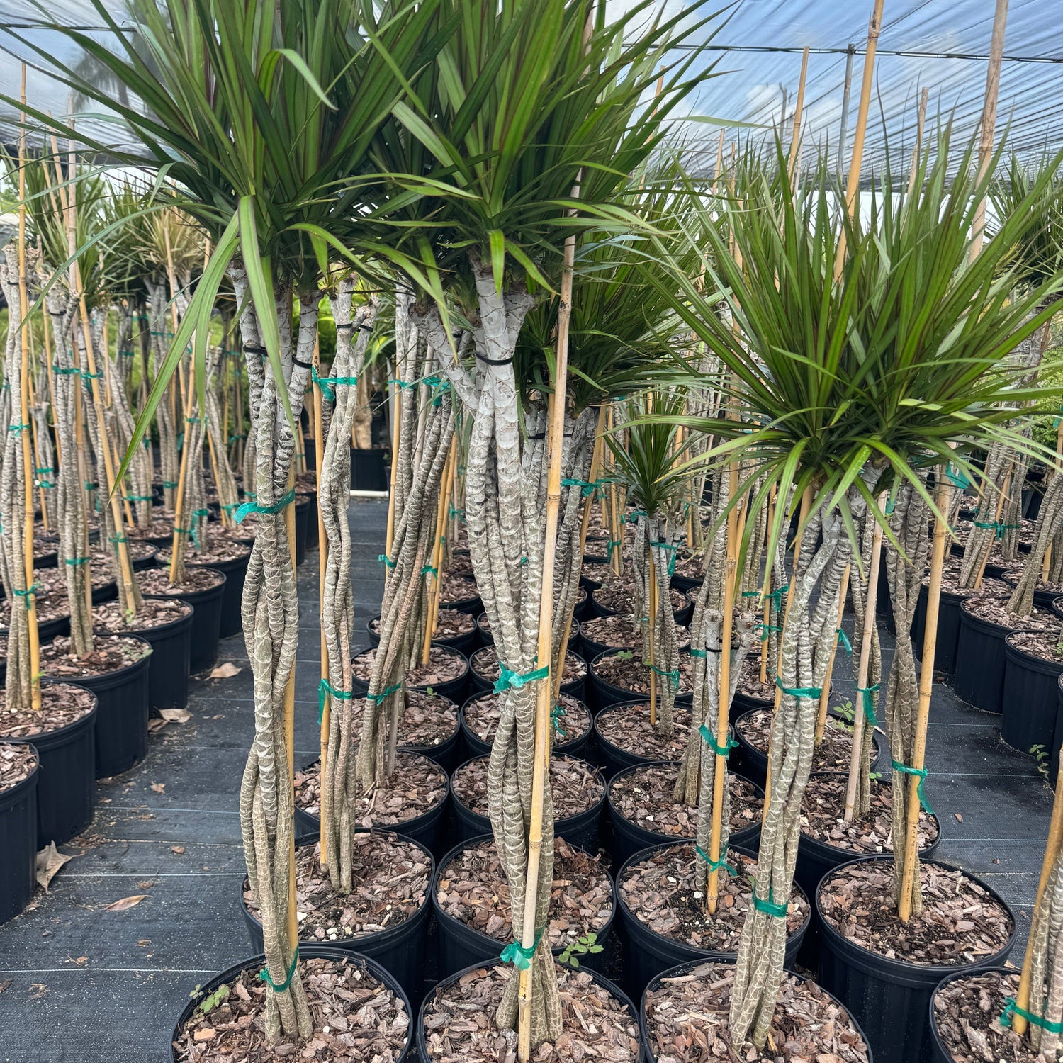 dracaena braided Dracaena Braided Trunk Magenta, Dragon Tree