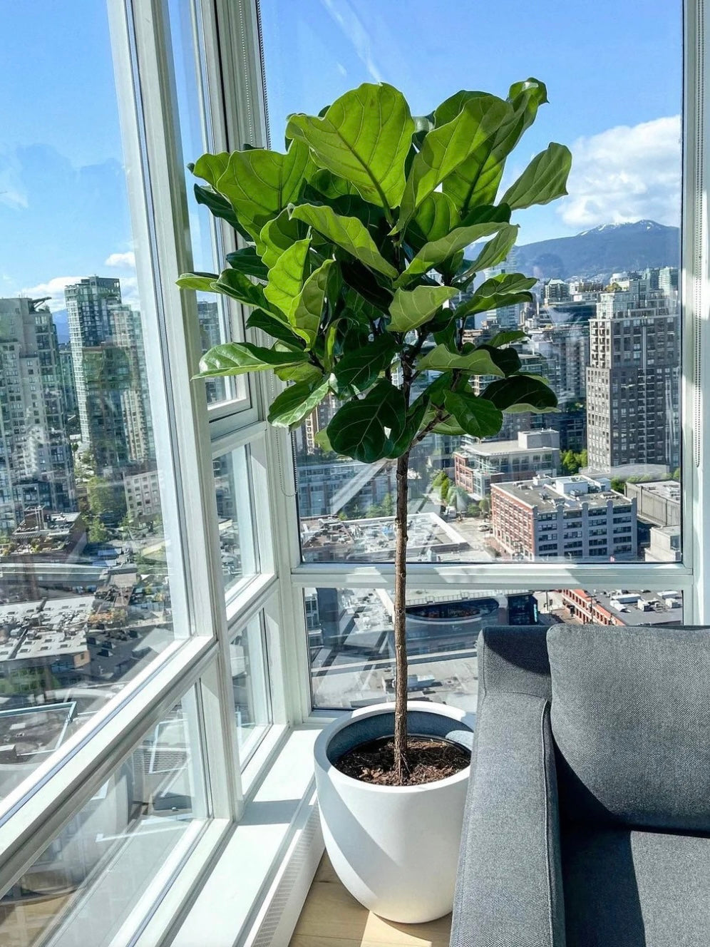 Ficus Lyrata Tree Form Single Stem, Fiddle Leaf Fig Tree