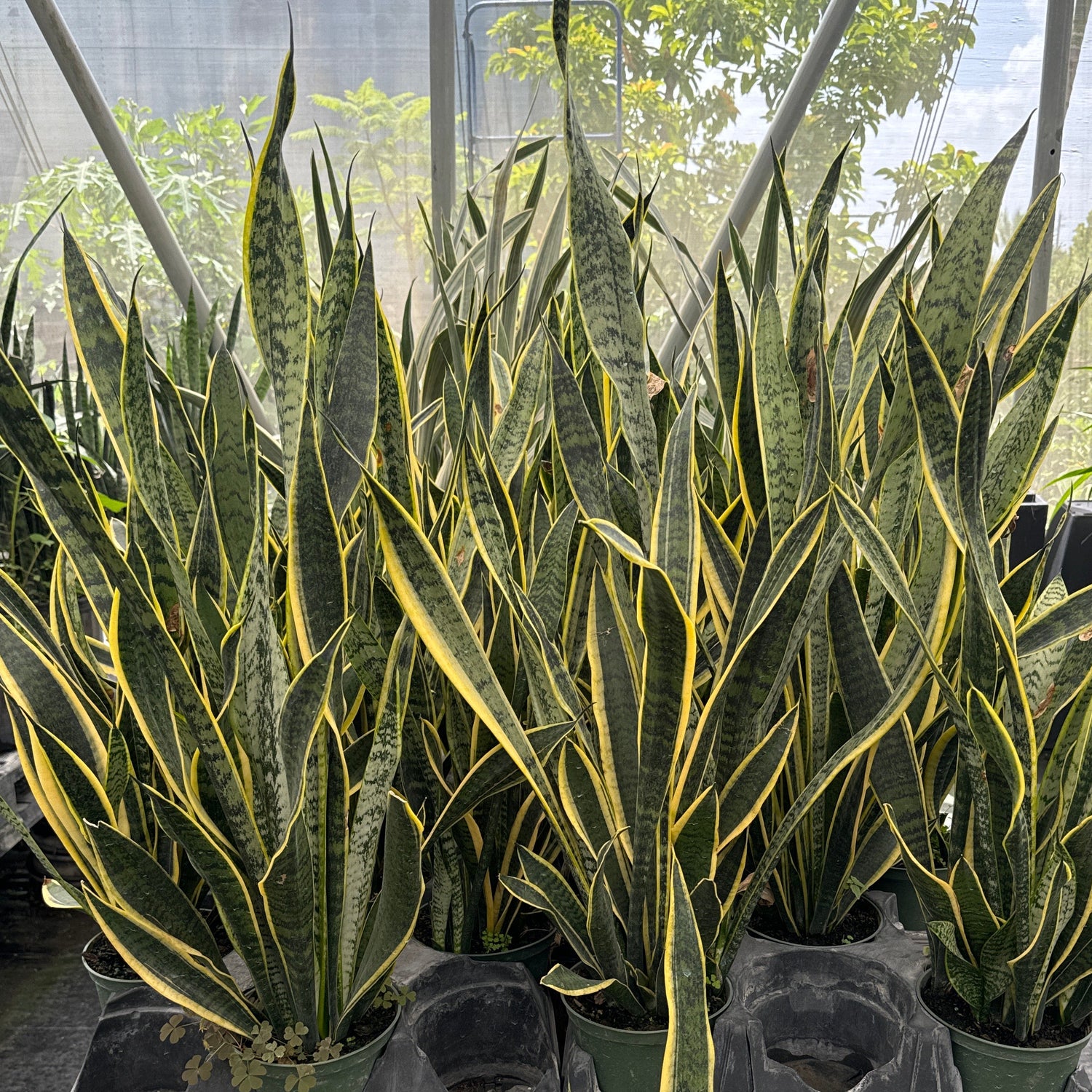 Several variegated snake plants in black plastic nursery trays and pots, displayed on a wooden table inside a greenhouse with glass panels and other plants in the background.