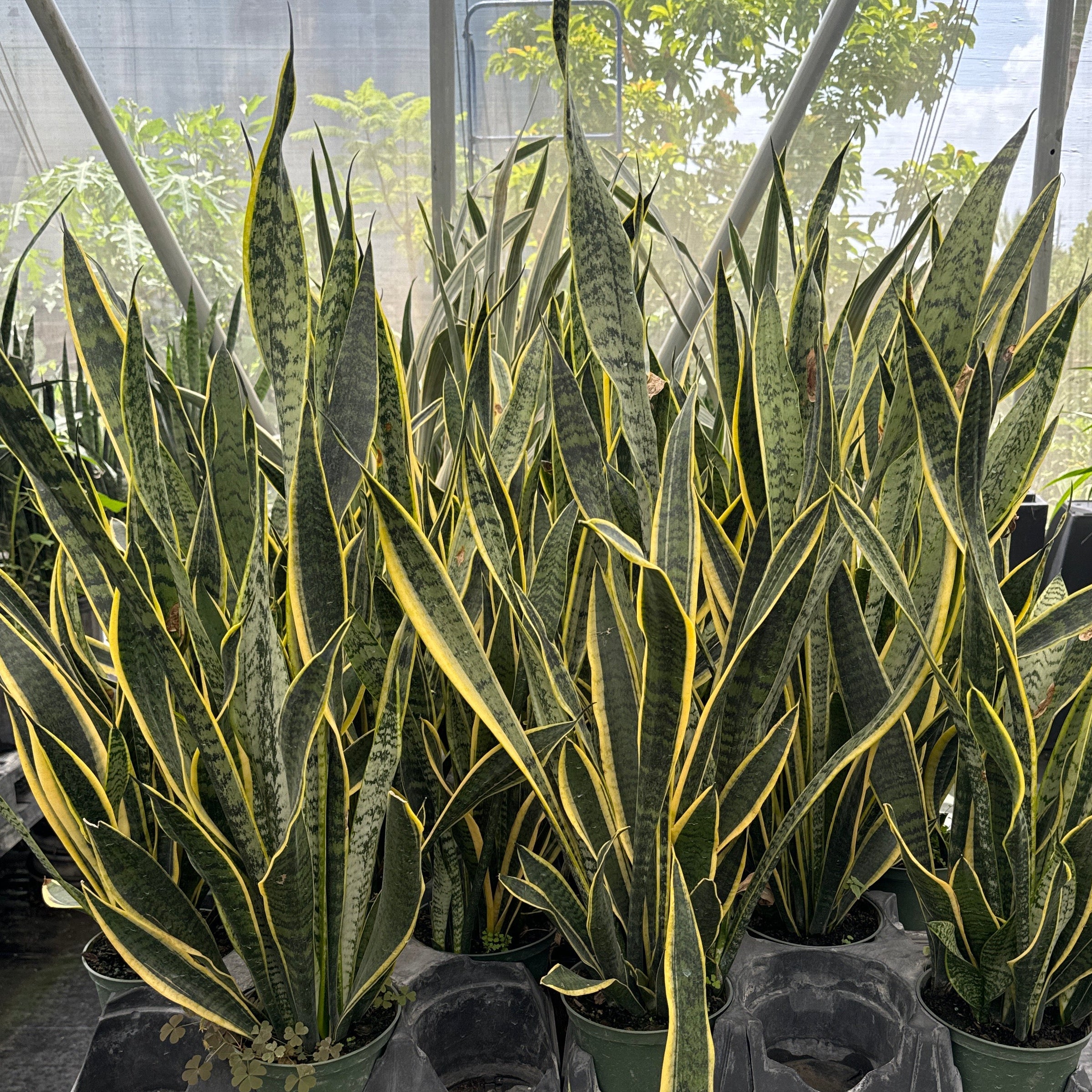 Several variegated snake plants in black plastic nursery trays and pots, displayed on a wooden table inside a greenhouse with glass panels and other plants in the background.