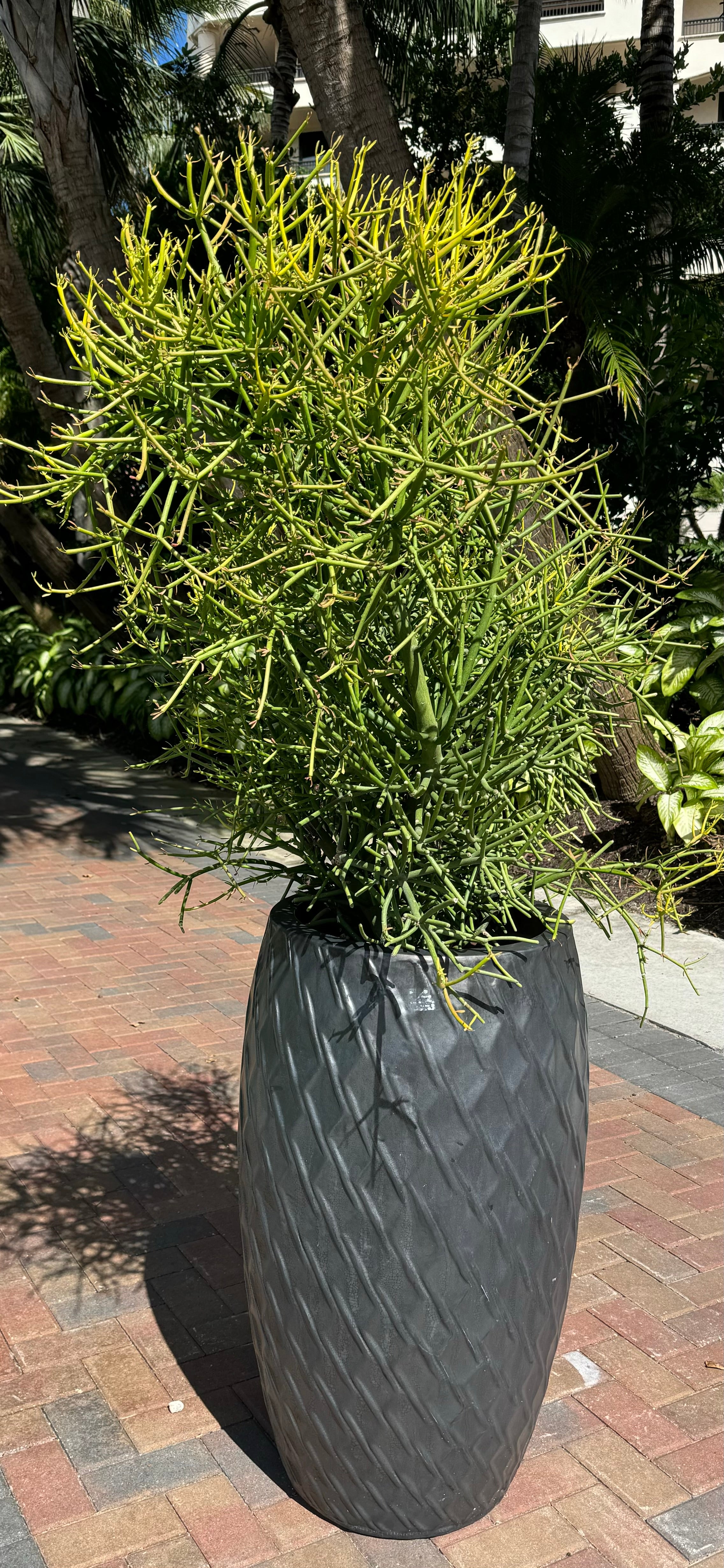 Euphorbia Pencil Tree Cactus, Milk Bush, Sticks of Fire