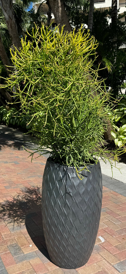 Euphorbia Pencil Tree Cactus, Milk Bush, Sticks of Fire