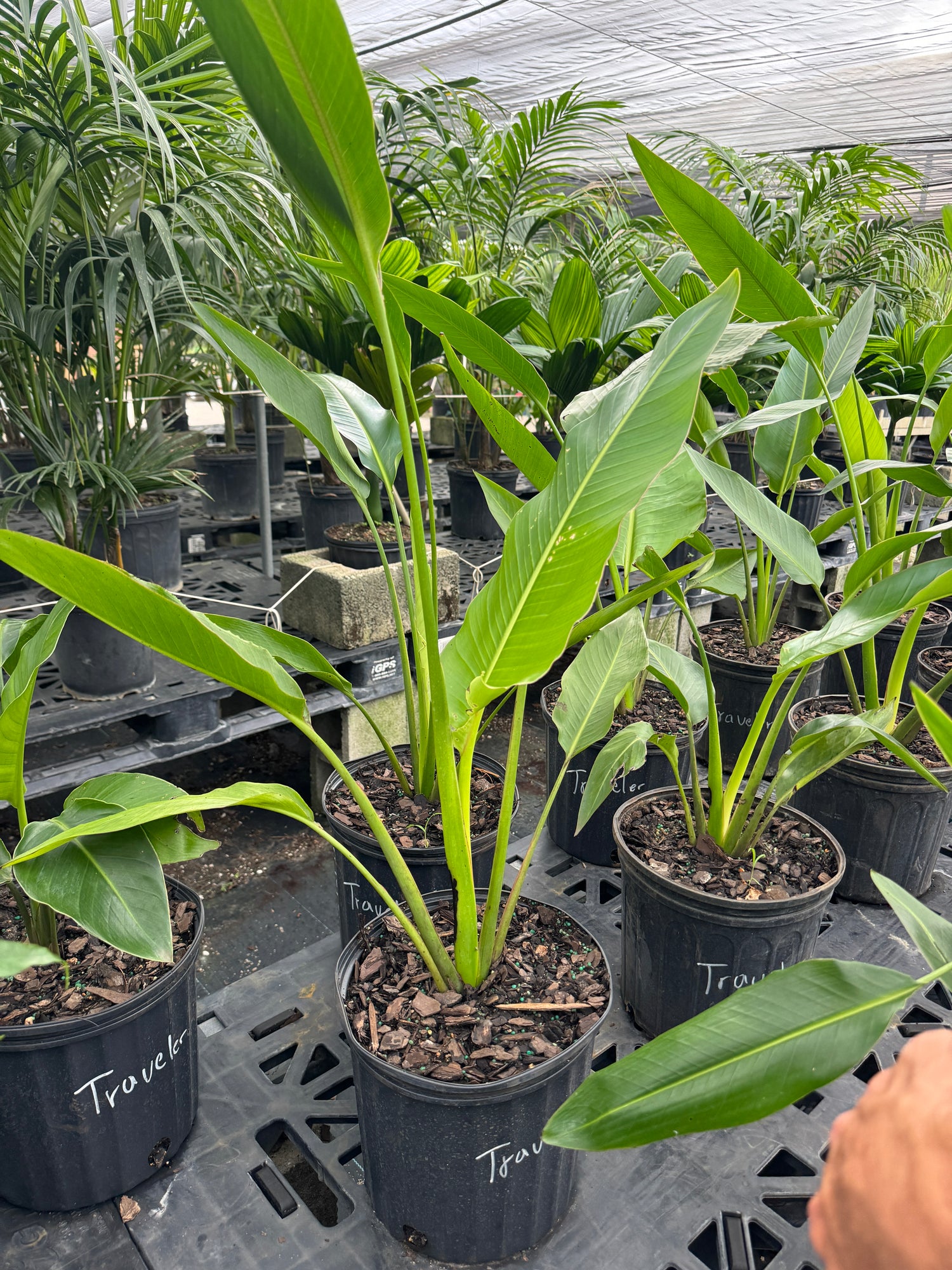 Travelers Palm Tree, Ravenala Madagascariensis