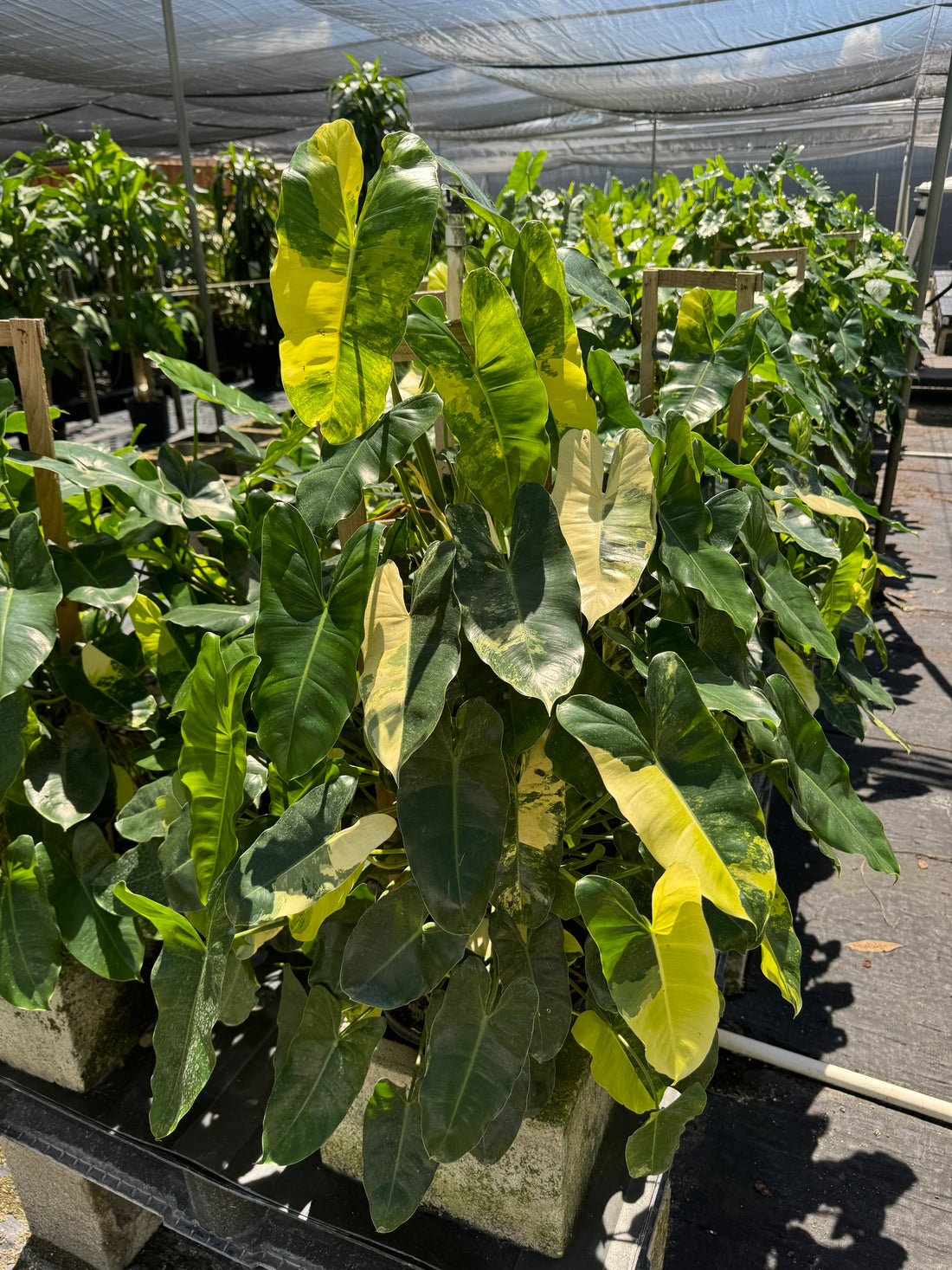 Philodendron Burle Marx Variegated
