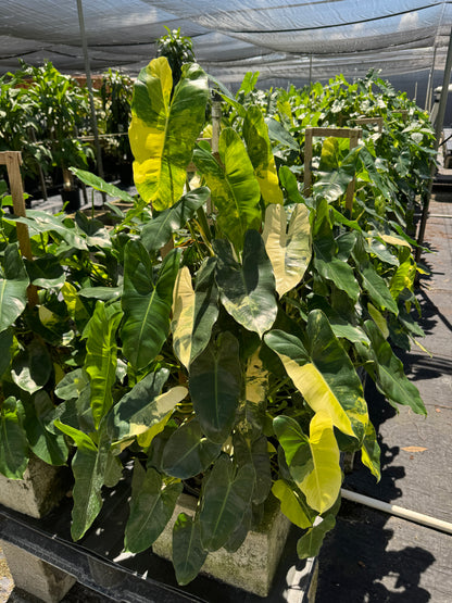 Philodendron Burle Marx Variegated