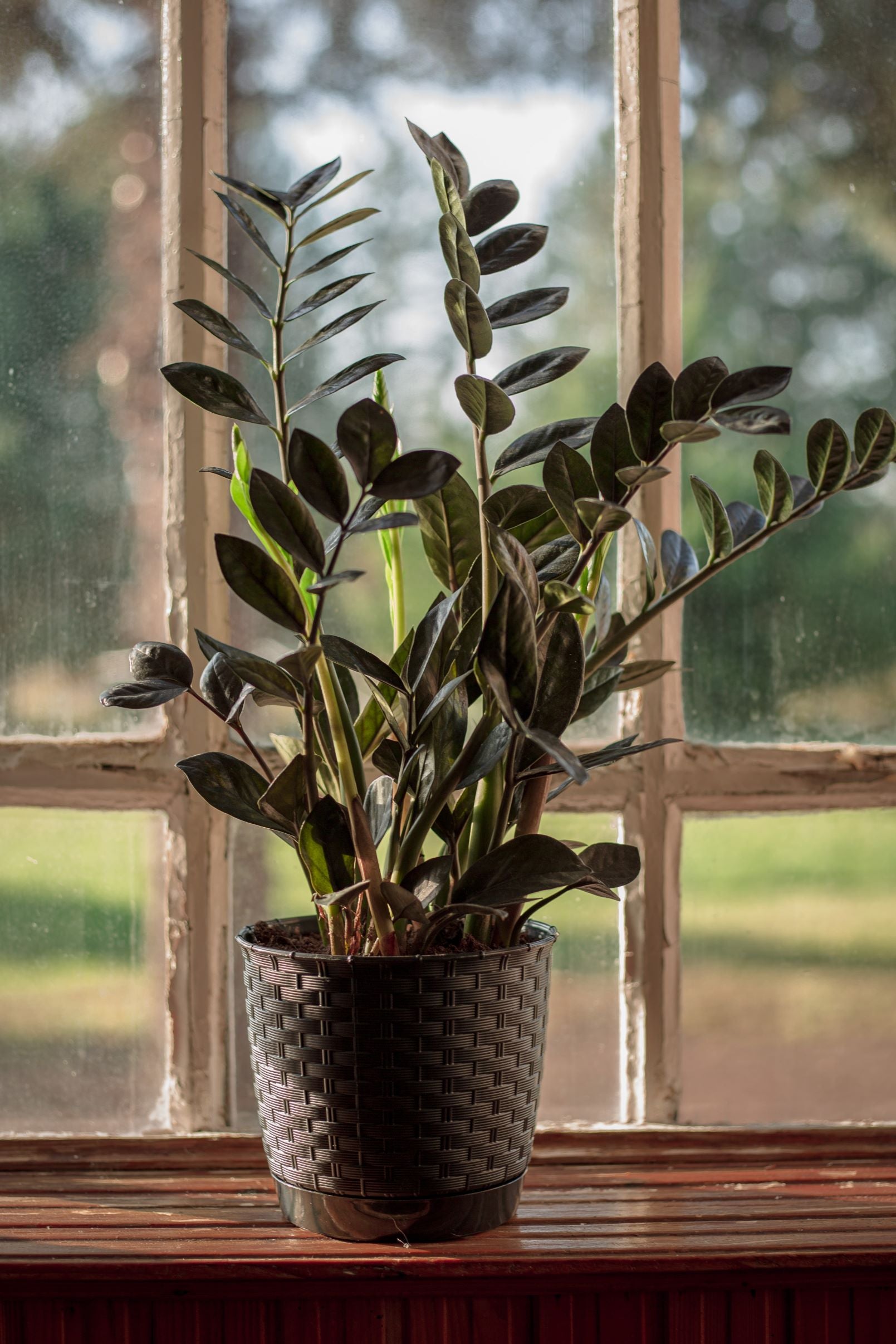 raven zz plant mail order ZZ Plant Black Raven, Live Indoor Plant