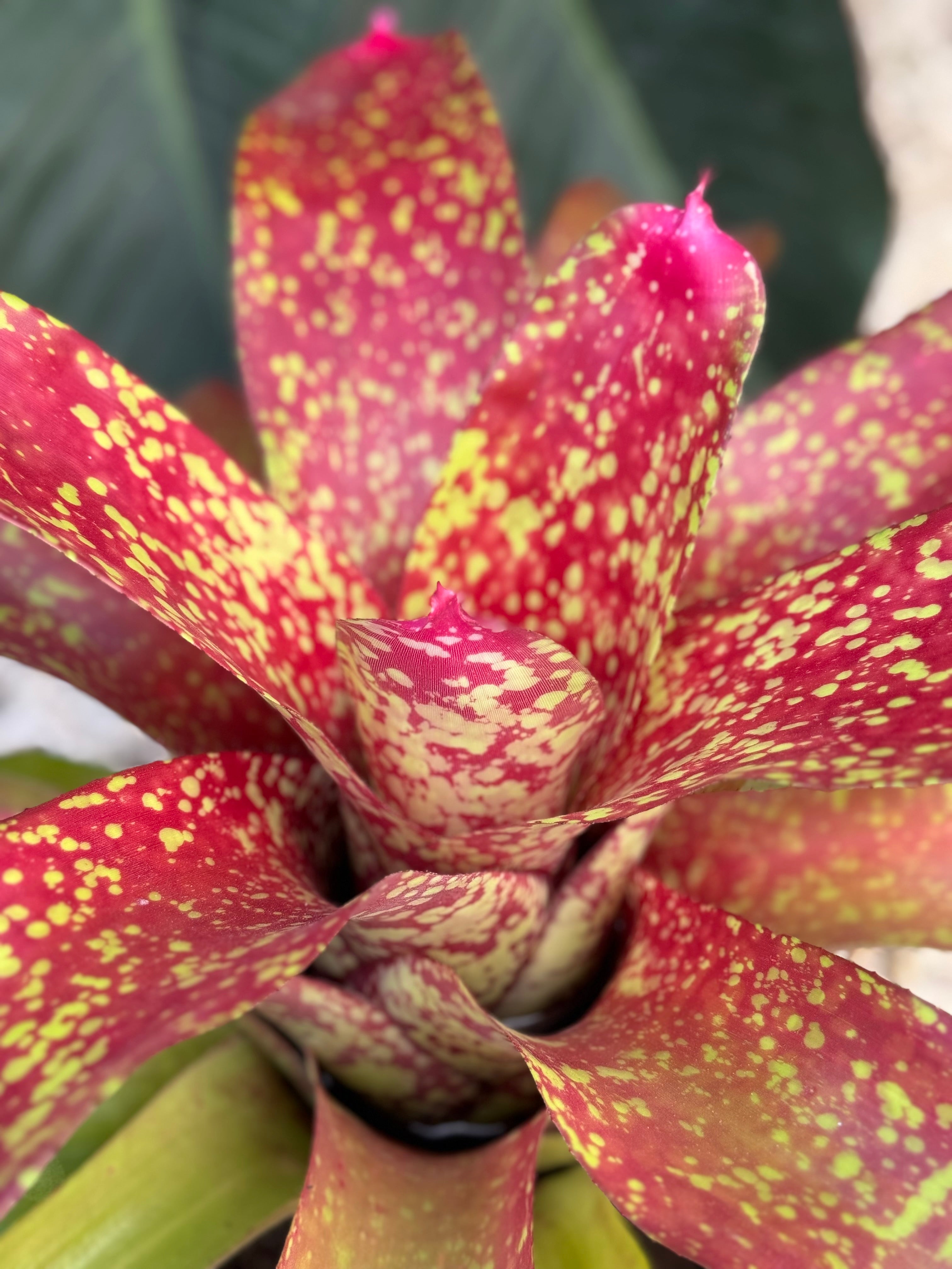 Bromeliad, Neoregelia Jenga