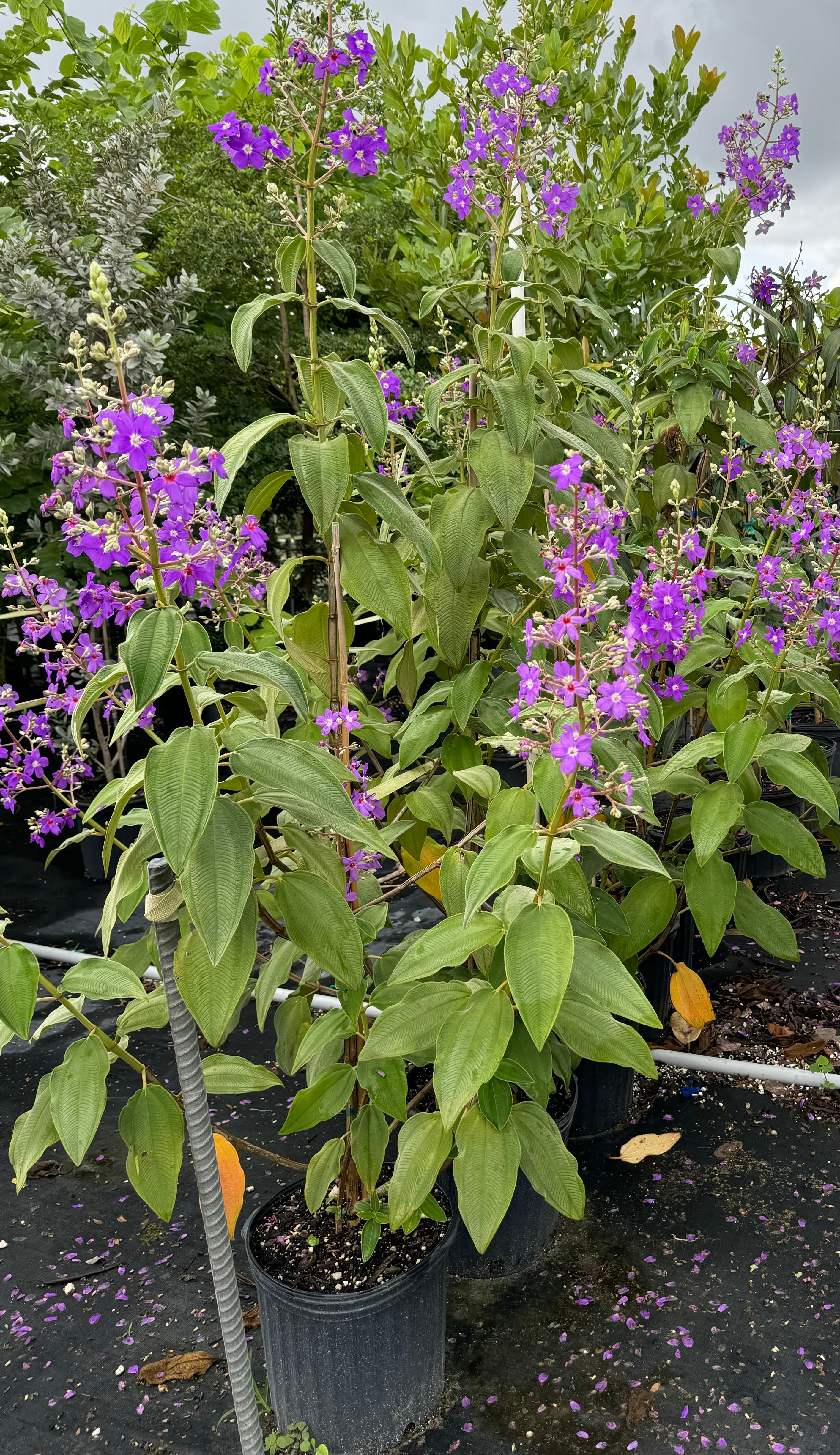 Tibouchina Grandifolia Large Leaf Princess Flowering Tree – Eureka Farms