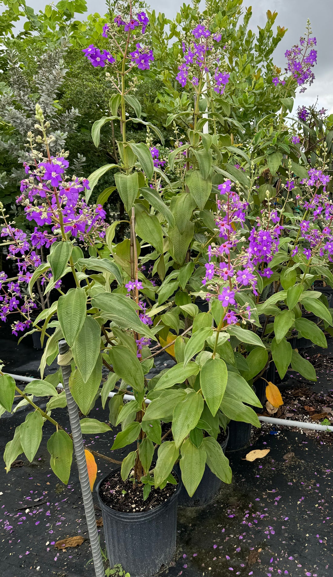 Tibouchina Grandifolia Large Leaf Princess Flowering Tree