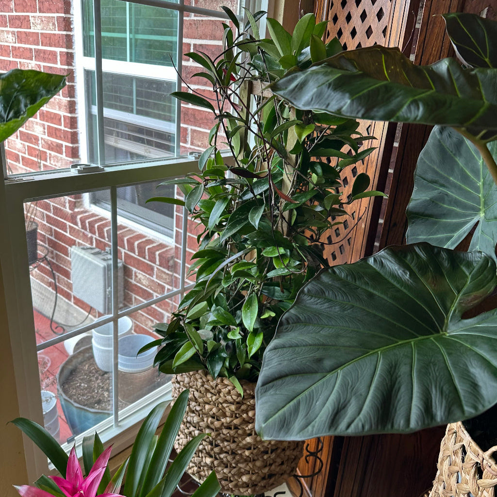 A lush indoor plant display next to a brick-faced window, featuring a large Alocasia (Elephant Ear) with massive green leaves in a woven basket planter