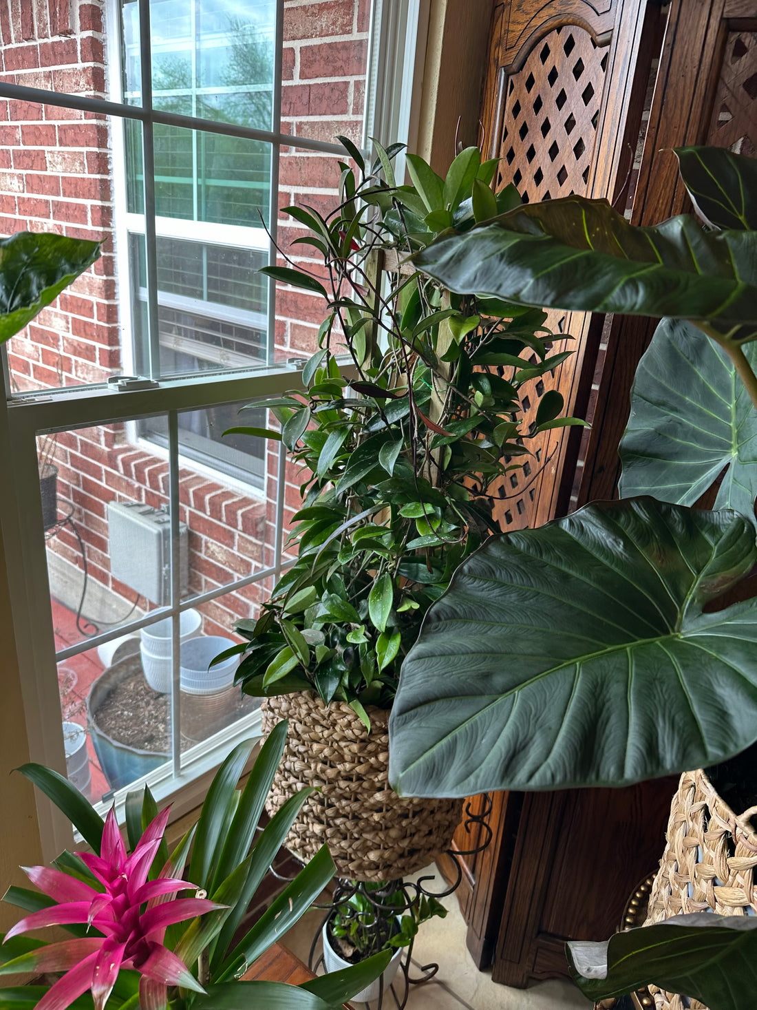 Hoya Publicalyx Splash in Trellis, Live Plant Variegated