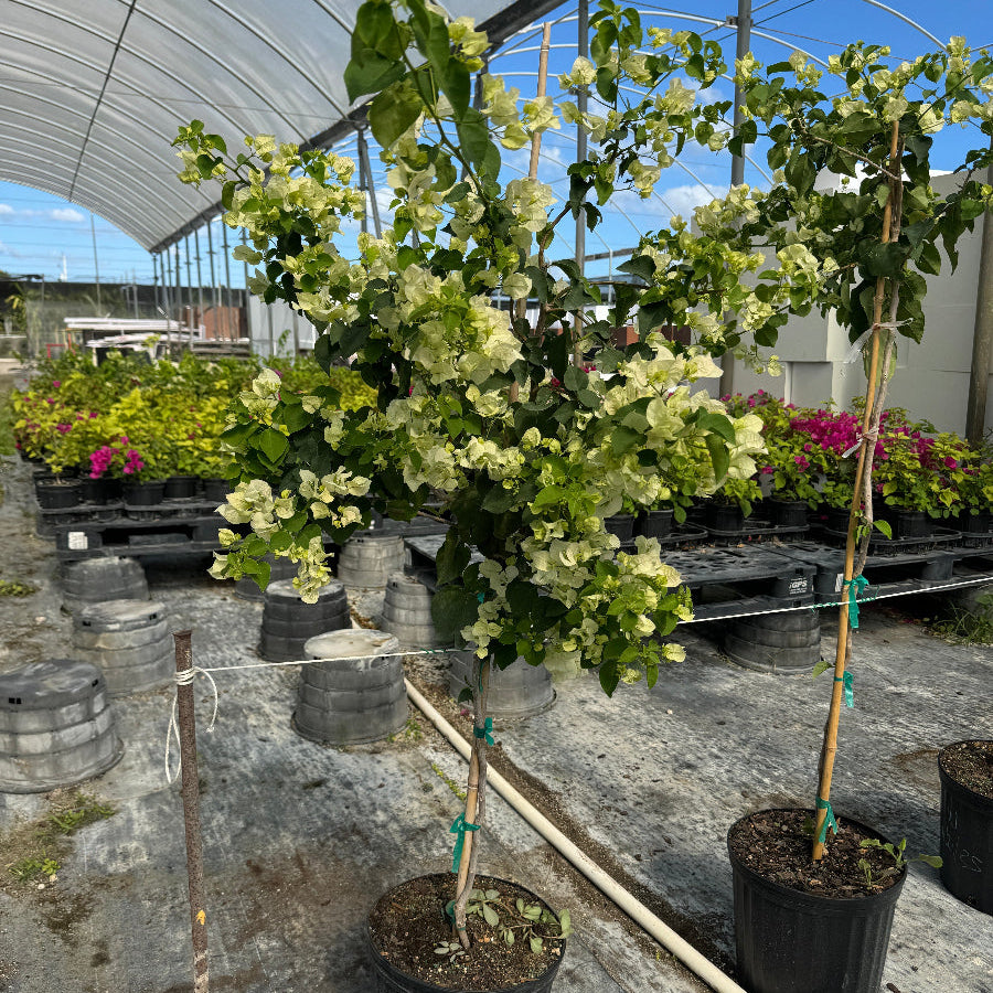 Bougainville tree plants in pots under a large greenhouse structure with visible sky through the roof.