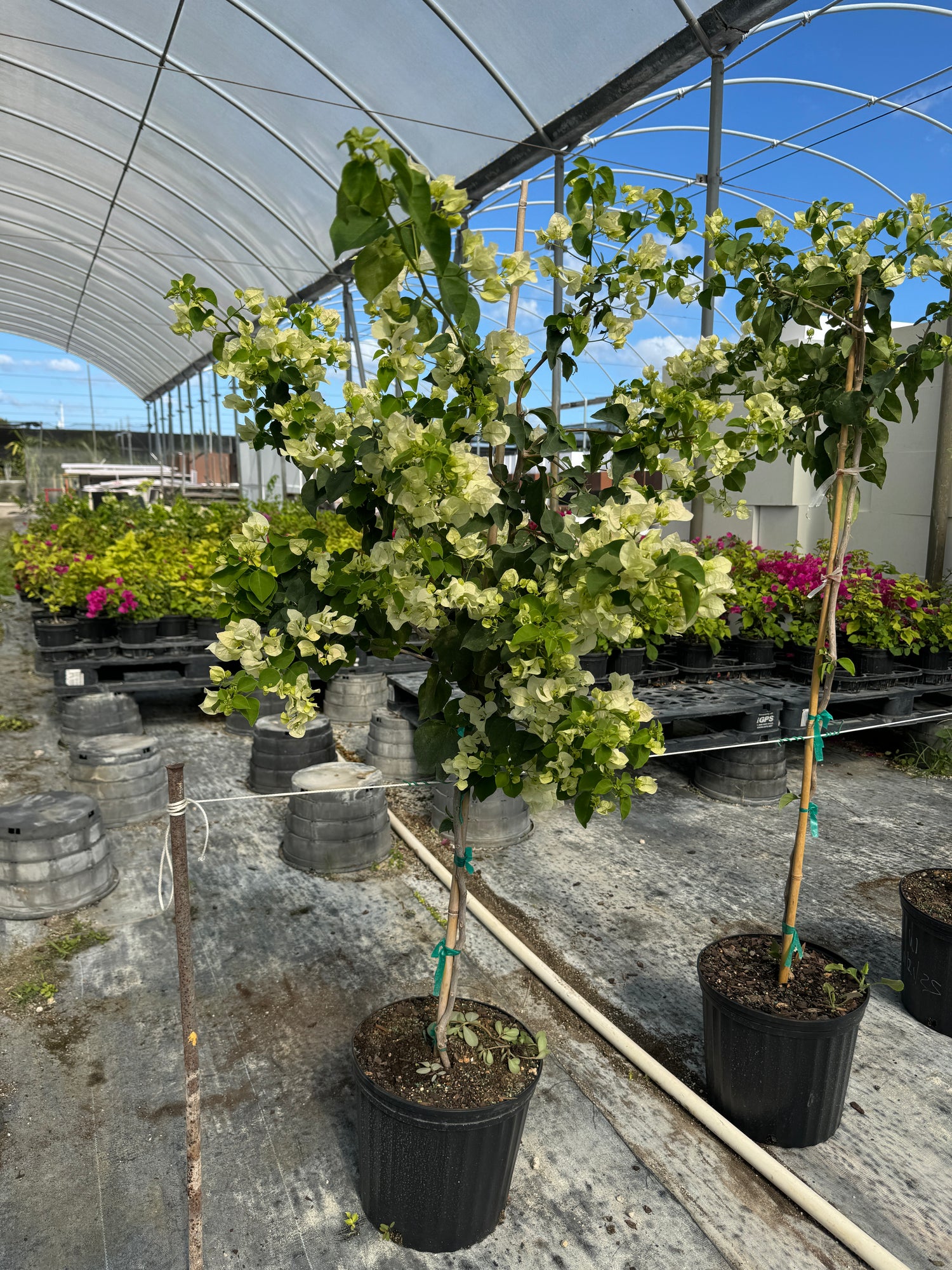 Bougainvillea White Flower Tree Form, Single Trunk Flowering Tree