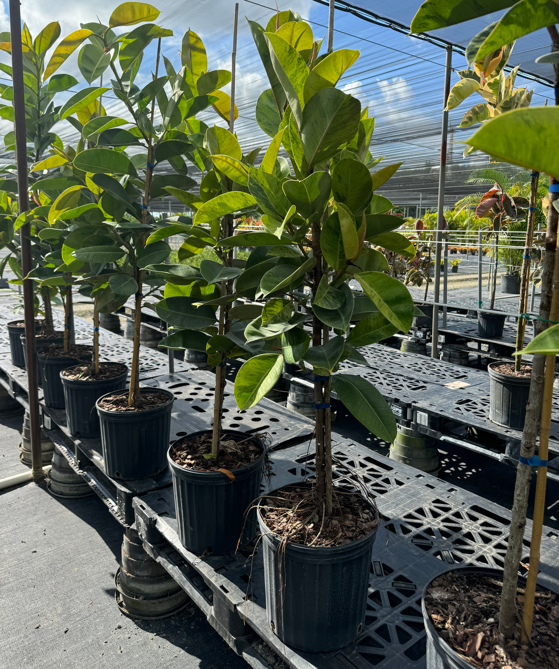 Ficus Shivereana Tree Form Single Stem, Moonshine Ficus