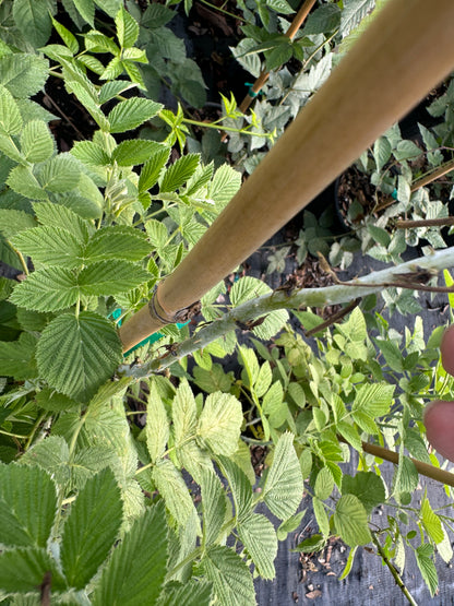 Raspberry Mysore Fruit Tree, Rubus niveus