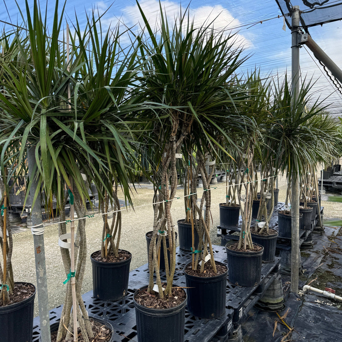 Dracaena Open Braided Trunk Dragon Tree Row of potted plants nursery pot 5gal