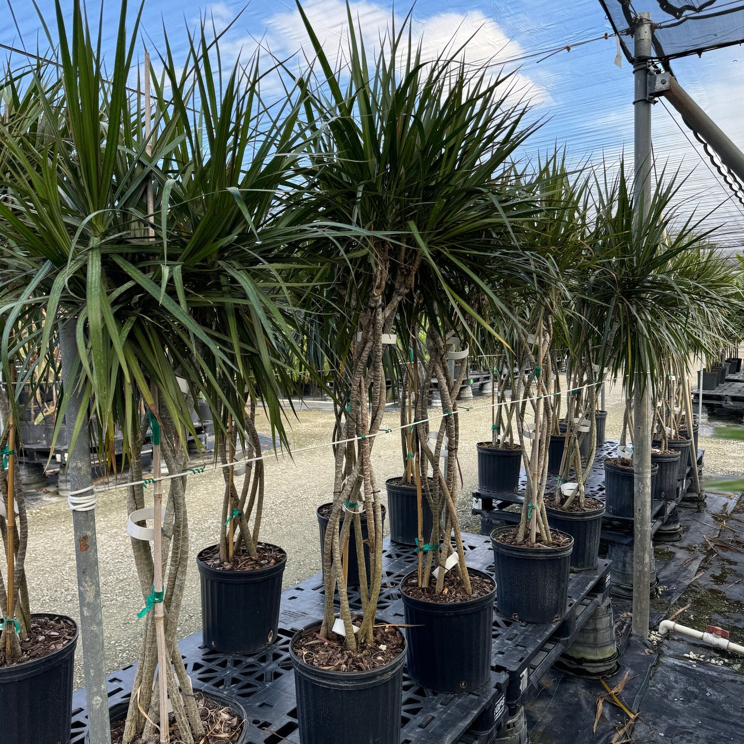 dracaena marginata braid Dracaena Open Braided Green, Dragon Tree Open Braid Trunk – Eureka Farms