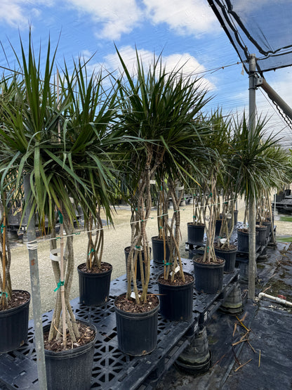 Dracaena Open Braided Magenta, Dragon Tree Open Braid Trunk