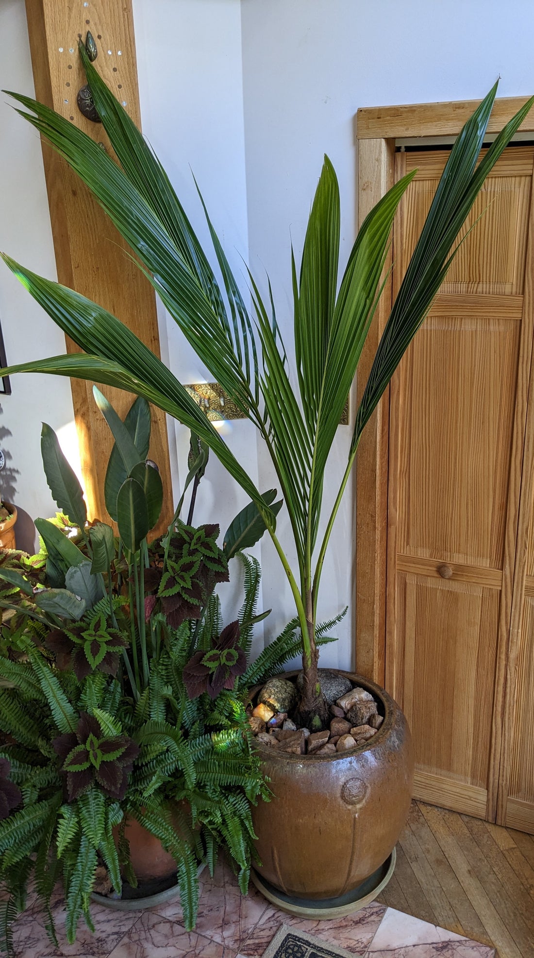 Coconut Palm Tree, Green Malayan Cocos nucifera