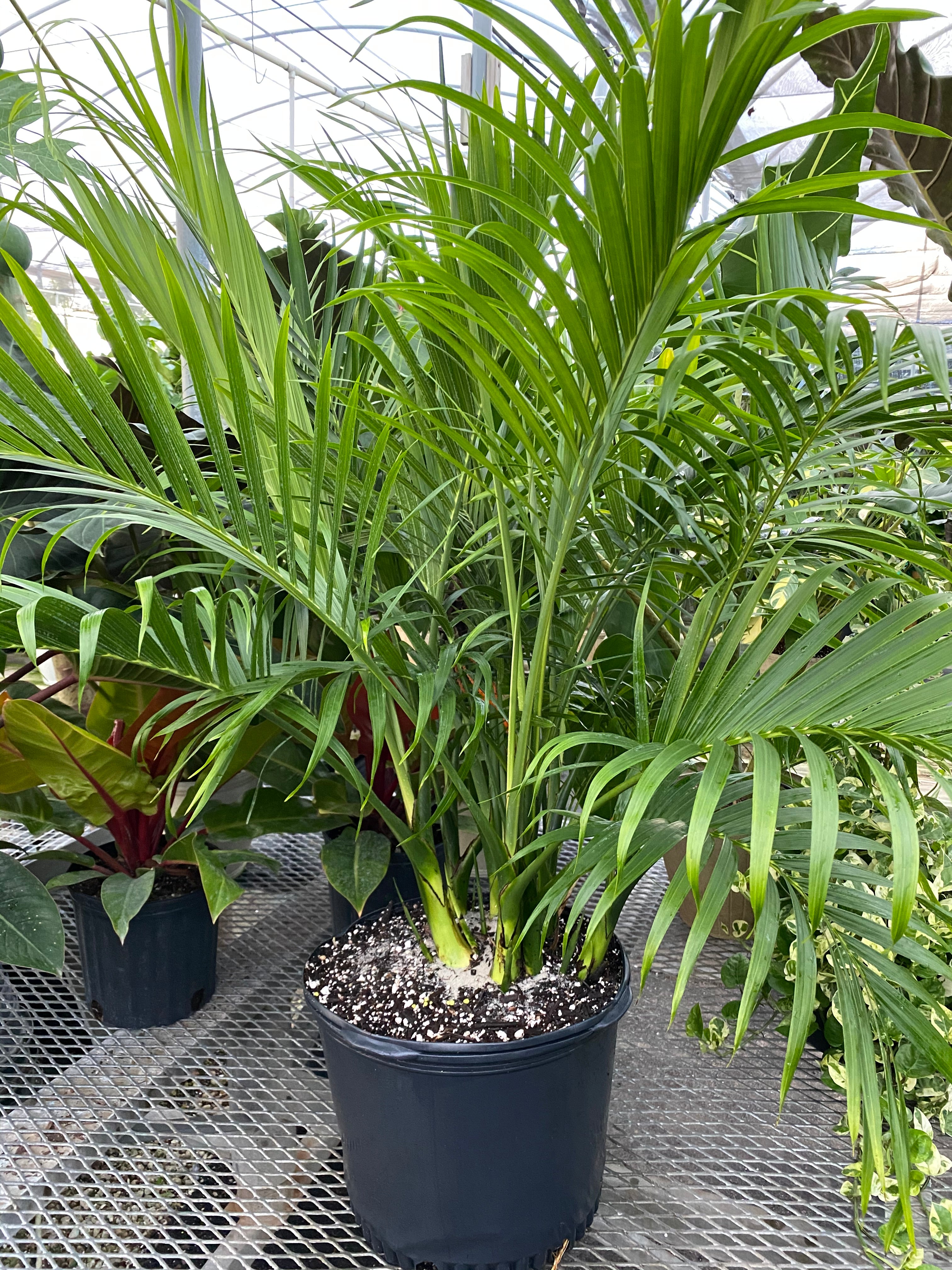 Cat Palm, Live Tropical Plant Indoor