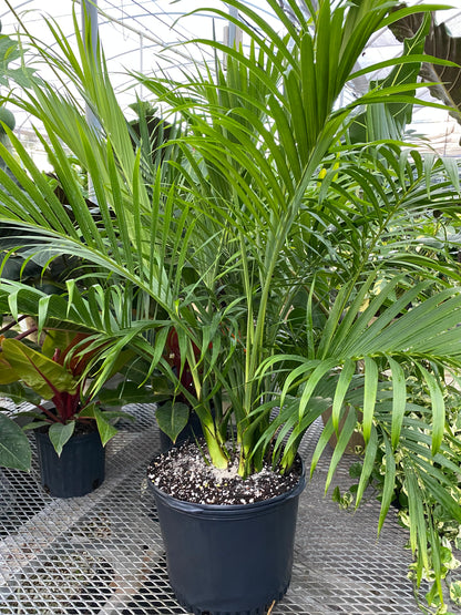 Cat Palm, Live Tropical Plant Indoor