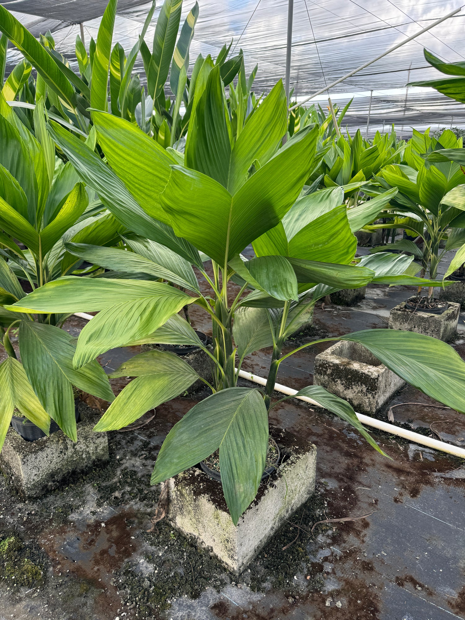 Chamaedorea Ernesti Augustiii Palm Tree, Rare and Exotic