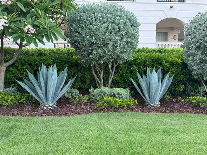 Silver Buttonwood Tree Form, Florida Landscape Tree
