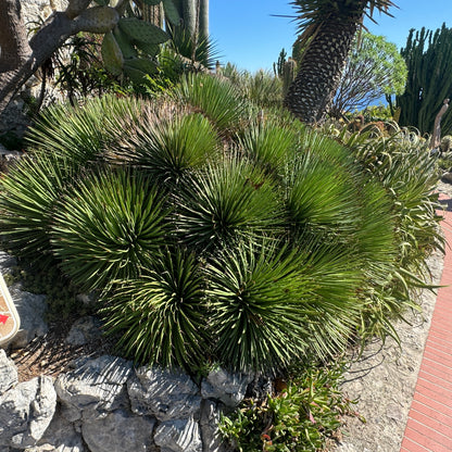 Agave Geminiflora Twin Flower