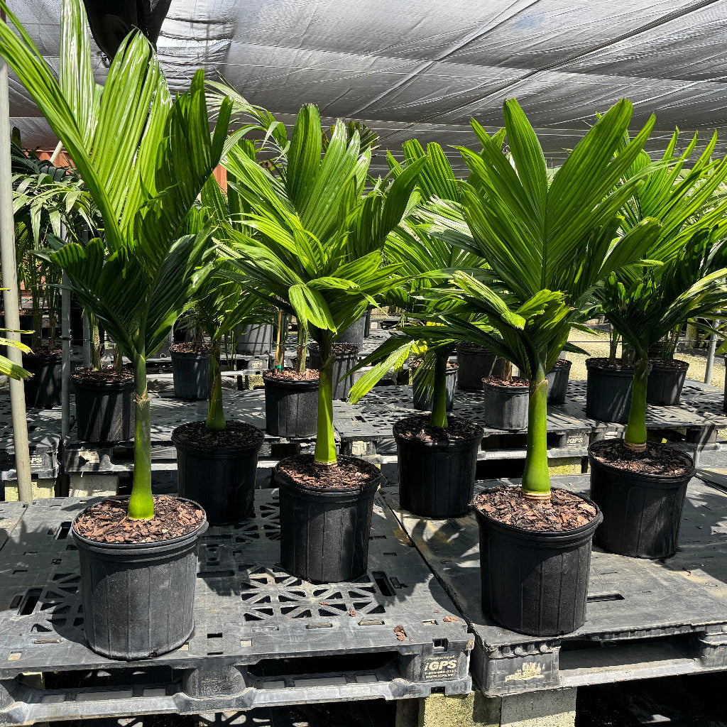 Areca Catechu &