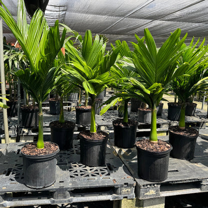 Areca Catechu &